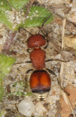 Pseudomethoca simillima