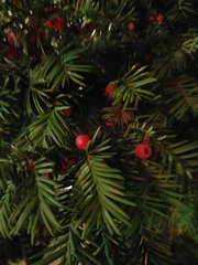 Taxus baccata