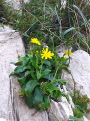 Hieracium lucidum