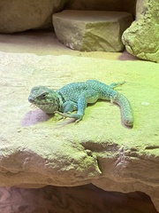 Crotaphytus
