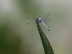 Chalcostephia flavifrons