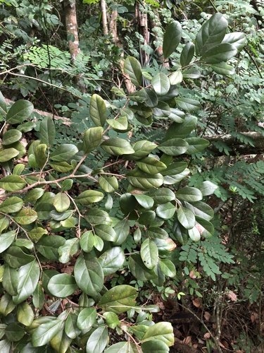 Coccoloba buchii