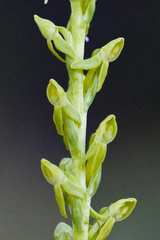 Platanthera sparsiflora
