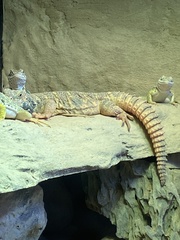 Uromastyx ornata