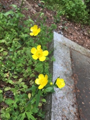 Ranunculus japonicus
