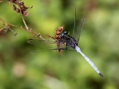 Orthetrum microstigma