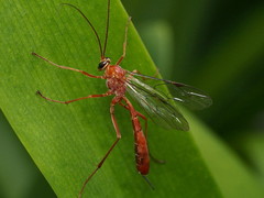 Netelia producta