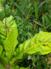 Anthurium jenmanii