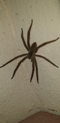 Cupiennius salei