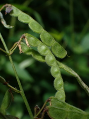 Desmodium