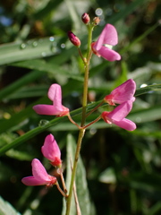Desmodium
