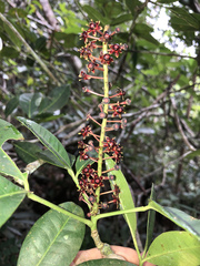 Pilocarpus racemosus