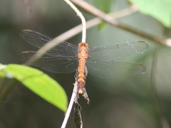 Orthetrum austeni