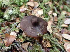 Mycena vinacea