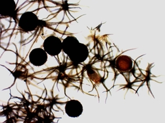 Erysiphe abbreviata