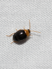 Sacodes thoracica