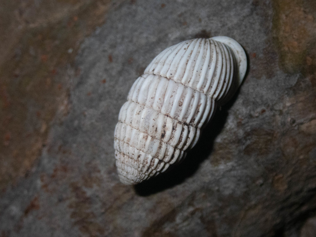 Cerion pannosum