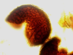 Erysiphe abbreviata