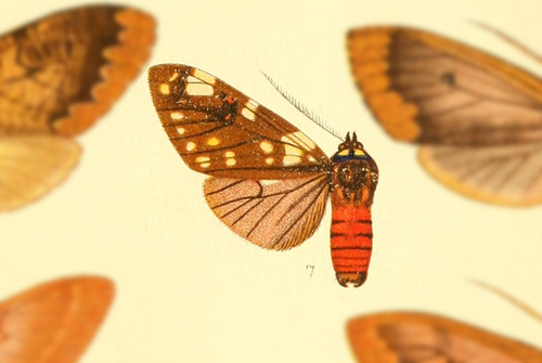 Opharus flavimaculata