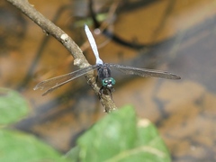 Orthetrum microstigma