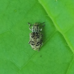 Eudiagogini