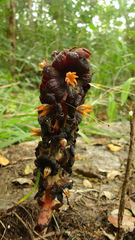 Bdallophytum americanum