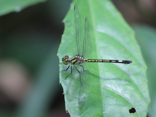 Micromacromia zygoptera