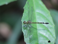 Micromacromia zygoptera