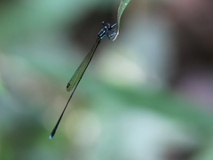 Allocnemis subnodalis