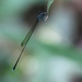 Blue-legged Yellowwing - Photo (c) Attila Steiner, some rights reserved (CC BY-NC), uploaded by Attila Steiner