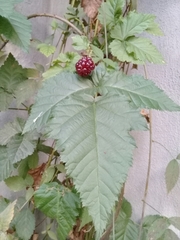 Rubus