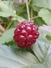 Rubus