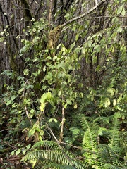 Euonymus occidentalis