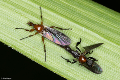 Bibionellus