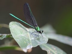 Sapho ciliata