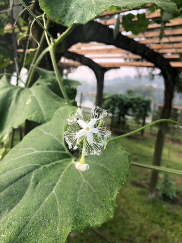 Trichosanthes anguina iNat (2)