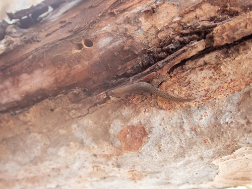 Cayman Least Gecko