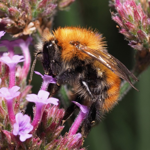 Common Carder Bumble Bee, photo 5 of 9