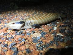 Tiliqua multifasciata