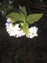 Lantana fucata