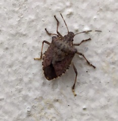 Halyomorpha halys