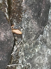 Plestiodon finitimus