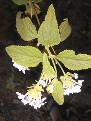 Lantana fucata