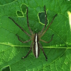 Neoctenus