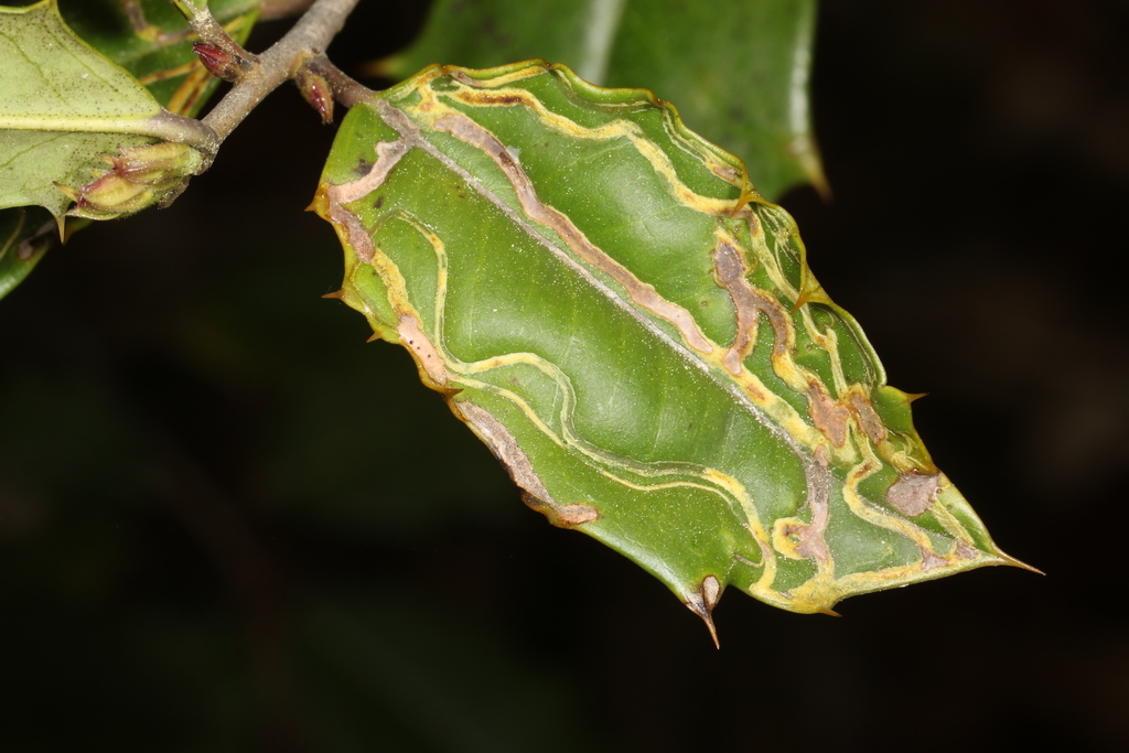 Phytomyza opacae