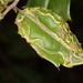 Phytomyza opacae - Photo (c) Judy Gallagher, alguns direitos reservados (CC BY), uploaded by Judy Gallagher
