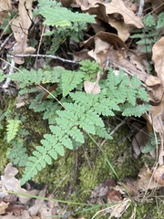 Myriopteris alabamensis image