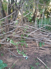 Lantana fucata