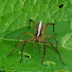 Neoctenus