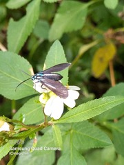 Uranophora terminalis